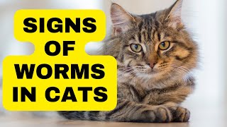 Do Cats Get Worms The Hidden Facts You Need to Know  Cat Grooming [upl. by Anilehcim]