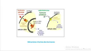 Cours dEndocrinologie vidéo 1  Généralités [upl. by Eisus228]