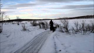 Internship at Kiruna Sleddog Tours [upl. by Pearson]