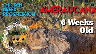 Ameraucana Chicken Breed Progression of Chick to Adult  6weeks old [upl. by Enilekcaj]