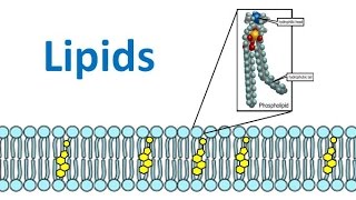 Lipids amp Fatty Acids regular biology updated [upl. by Urd]