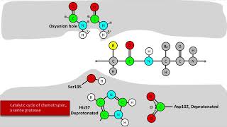 Serine Protease Mechanism [upl. by Ailedo]