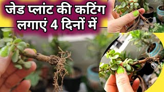 बरसात मे जेड प्लांट की कटिंग कैसे लगाएं Jade Plant PropagationCuttings100 ग्रो होगी कटिंगviral [upl. by Anitnelav698]