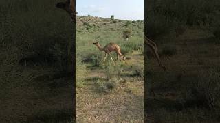 Camel greenery of the wild desert valley [upl. by Prowel210]