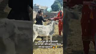 viralshort newbhajan ramniwasbhagat shorts bhajan gaumata gaumatastatus [upl. by Ilise118]