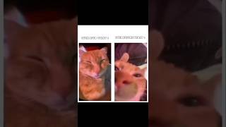 Alhamdulillah Oyen tobat😸meme halal cat [upl. by Llenrod40]