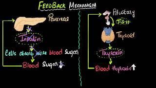 Hormone feedback mechanism  Control amp Coordination  Biology  Khan Academy [upl. by Ahsitan]