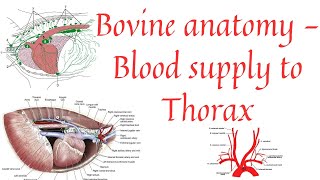 Blood supply to thorax  Aorta  Brachiocephalic trunk  Common carotid artery [upl. by Etnauj]