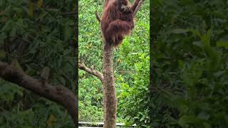 紅毛猩猩Bornean OrangutanTaipei Zoo [upl. by Eadnus677]