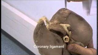 Gross anatomy of the liver [upl. by Atteve]