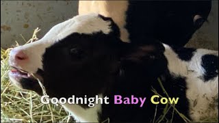 SHORT SLEEP VIDEO FOR BABIES and TODDLERS  Goodnight Baby Cow [upl. by Udela629]