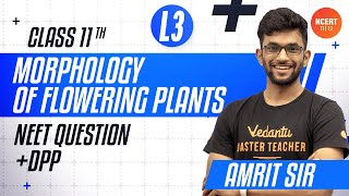 Morphology of Flowering Plants  L3  NEET Questions  DPP  Umang  CBSE Class 11 BiologyNEET 2023 [upl. by Neemsaj]