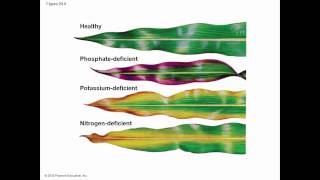 Biology in Focus Ch 29 Resource Acquisition Nutrition and Transport in Vascular Plants [upl. by Wallack]