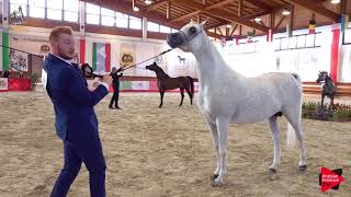 Italian Nationals 2019  Senior Stallions Championship [upl. by Kahle]