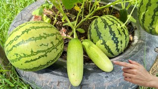 New secret to reproducing cucumbers with watermelon get 100 Success using these easy ways [upl. by Narcis]