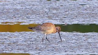 Břehouš rudý Limosa lapponica Bartailed Godwit Pfuhlschnepfe [upl. by Randolf]