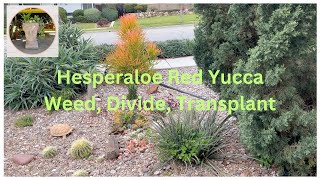 Dividing and Transplanting Hesperaloe Parviflora Red Yucca [upl. by Cutter]