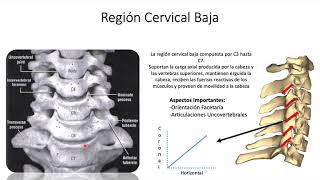 Biomecánica y Función de la Columna Cervical [upl. by Dal]