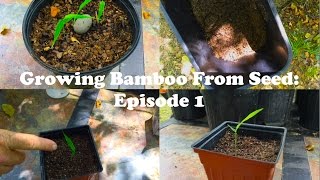 Growing Bamboo From Seed Episode 1 [upl. by Vardon]