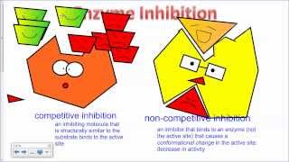 Enzyme Inhibition IB Biology [upl. by Bowes]