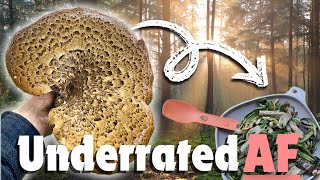 Dryads Saddle A Versatile Edible Mushroom [upl. by Veronika]