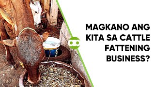 Magkano ang Kita sa Cattle Fattening Business Use This Cattle Fattening Profit Calculator [upl. by Lois]