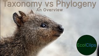 Taxonomy vs Phylogeny Kangaroos as an example  EcolClips [upl. by Gav]