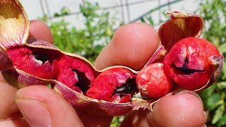 Guamúchiles rojos Guamá Americano Pinzán Chiminango Gina Payandé Yacure Pithecellobium dulce [upl. by Flagler]