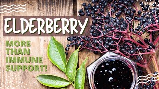 Elderberry  The key to boosting your immune system [upl. by Llenet]