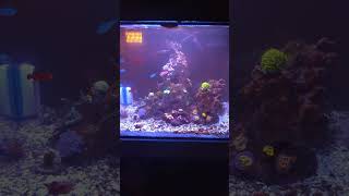 Reef Tank Update [upl. by Aiekam]