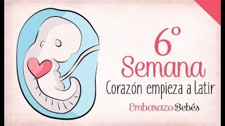 SEMANA 1 de Embarazo  1º Mes  Semana a semana [upl. by Madea237]