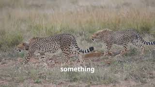 Cheetahs The Fastest Chirping Cats [upl. by Cordula]