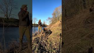 slingley gundogs Just the boys on the river drives pheasantshooting labradorretriever [upl. by Lucrece978]