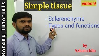 Simple tissue  Sclerenchyma  Types amp Functions [upl. by Wenoa66]