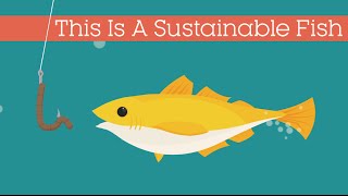 This Is A Sustainable Fish [upl. by Leodora]