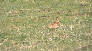 Woodlark at Portland Bill Dorset on 28th April 2014 [upl. by Obara]