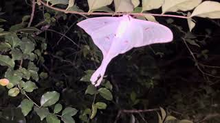 Actias Selene  Indian Luna moth [upl. by Wellesley63]