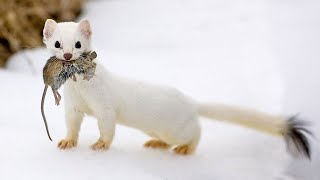 The Stoat  a fearless acrobat and rabbit hunter Interesting facts about Stoats [upl. by Ralyat]