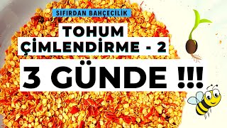 3 GÜNDE TOHUMLARIMIZ ÇİMLENDİLER  HIZLI TOHUM ÇİMLENDİRME YÖNTEMİ [upl. by Bertie641]