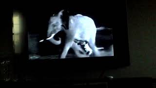 Disneynatures earth 2009  lion pride vs elephant scene [upl. by Noiramed]