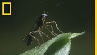 BodySnatching Wasp Larvae Eat Aphids Alive  National Georgraphic [upl. by Fanny3]