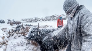 A Winter Storm in Changthang  Living with the Changpas of Ladakh  46 [upl. by Kacerek496]