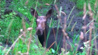 Moose Research at UNH [upl. by Suellen]