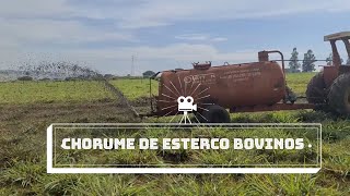 Chorume de esterco de bovinos Muito bom 👍 [upl. by Hyozo961]