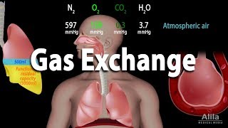 Gas Exchange and Partial Pressures Animation [upl. by Bergin582]