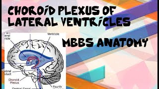 Choroid Plexus Of Lateral Ventricles Of Brain Cerebrum PART 2 MBBS ANATOMY [upl. by Enehpets]