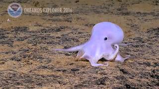 NEW Octopus Species 2016 Hohonu Moana Exploring Deep Waters [upl. by Boykins]