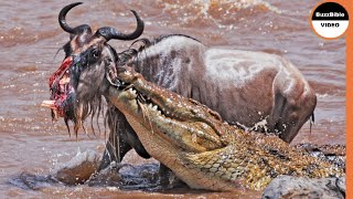 Harshest Crocodile Attacks On Wildebeests [upl. by Scharf206]