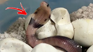 Baby COBRA Update [upl. by Audra]