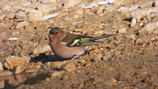 Common Chaffinch Fringuello Fringilla coelebs [upl. by Llenwahs293]